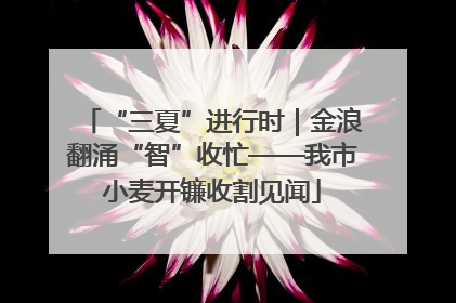 “三夏”进行时｜金浪翻涌“智”收忙——我市小麦开镰收割见闻