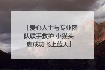 爱心人士与专业团队联手救护 小猫头鹰成功飞上蓝天
