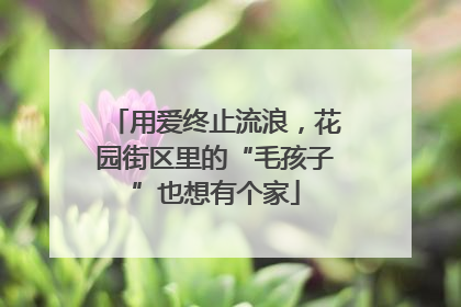 用爱终止流浪，花园街区里的“毛孩子”也想有个家