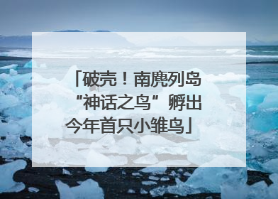 破壳！南麂列岛“神话之鸟”孵出今年首只小雏鸟