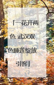 一花开两色 武汉双色睡莲绽放引客