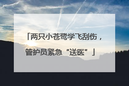 两只小苍鹭学飞刮伤，管护员紧急“送医”