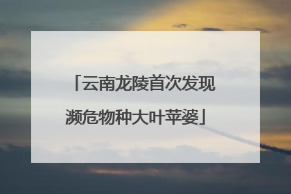 云南龙陵首次发现濒危物种大叶苹婆