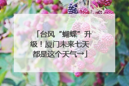 台风“蝴蝶”升级！厦门未来七天都是这个天气→