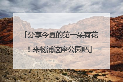 分享今夏的第一朵荷花！来杨浦这座公园吧