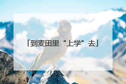 到麦田里“上学”去