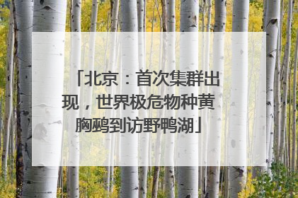 北京：首次集群出现，世界极危物种黄胸鹀到访野鸭湖