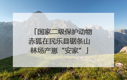 国家二级保护动物赤狐在民乐县锯条山林场产崽“安家”