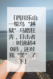 四川乐山一鸵鸟“越狱”马路狂奔，目击者：时速超40码，还对我“笑”了下