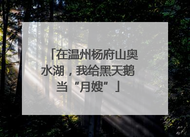 在温州杨府山奥水湖，我给黑天鹅当“月嫂”