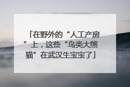 在野外的“人工产房”上，这些“鸟类大熊猫”在武汉生宝宝了