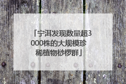 宁洱发现数量超3000株的大规模珍稀植物桫椤群
