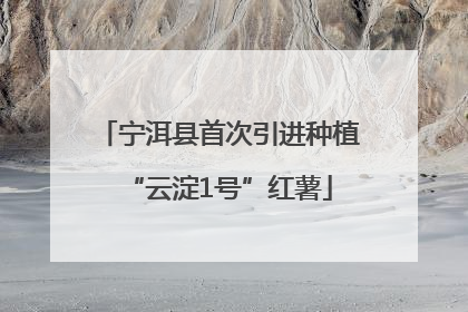 宁洱县首次引进种植“云淀1号”红薯