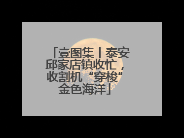 壹图集丨泰安邱家店镇收忙，收割机“穿梭”金色海洋