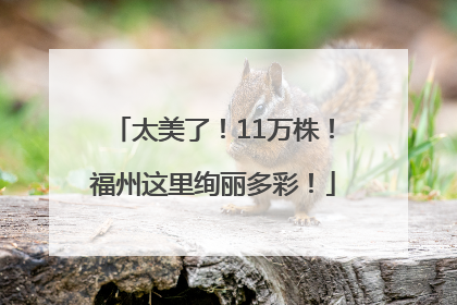 太美了！11万株！福州这里绚丽多彩！