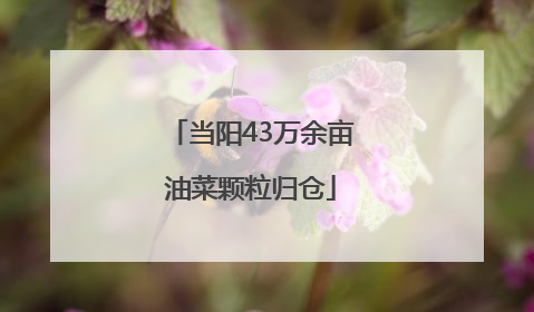 当阳43万余亩油菜颗粒归仓