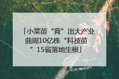 小菜苗“育”出大产业 曲周10亿株“科技苗”15省落地生根