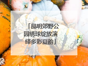 昆明郊野公园绣球绽放演绎多彩夏韵
