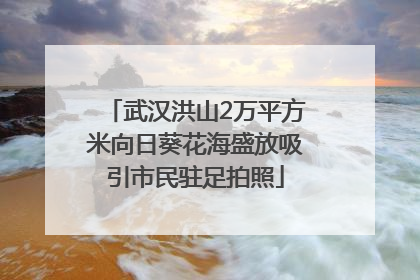 武汉洪山2万平方米向日葵花海盛放吸引市民驻足拍照