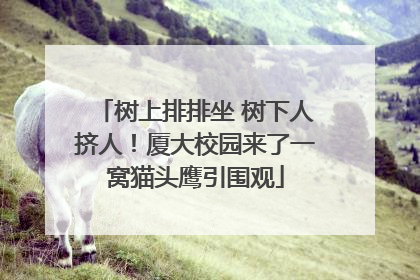 树上排排坐 树下人挤人！厦大校园来了一窝猫头鹰引围观