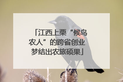 江西上栗“候鸟农人”的跨省创业梦结出农旅硕果