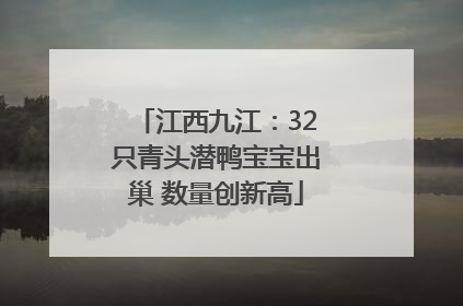 江西九江：32只青头潜鸭宝宝出巢 数量创新高