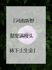 河南新野：梨果满枝头 林下土生金