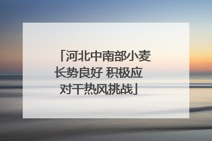 河北中南部小麦长势良好 积极应对干热风挑战