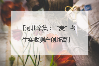河北辛集：“麦”考生实收测产创新高