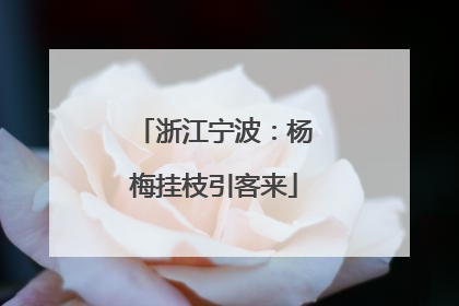 浙江宁波：杨梅挂枝引客来