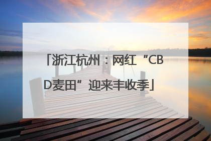 浙江杭州：网红“CBD麦田”迎来丰收季