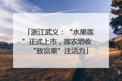 浙江武义：“水果莲”正式上市，莲农增收“致富果”注活力