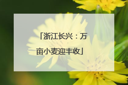 浙江长兴：万亩小麦迎丰收