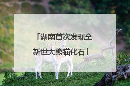 湖南首次发现全新世大熊猫化石