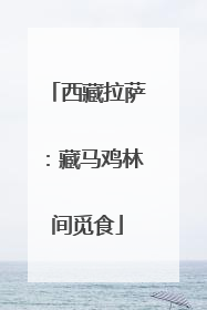 西藏拉萨：藏马鸡林间觅食