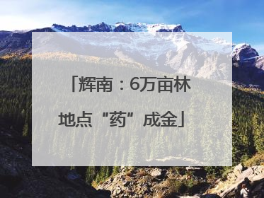 辉南：6万亩林地点“药”成金