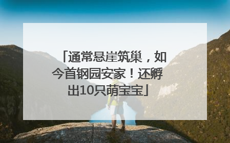 通常悬崖筑巢，如今首钢园安家！还孵出10只萌宝宝