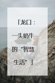 龙口：一头奶牛的“智慧生活”